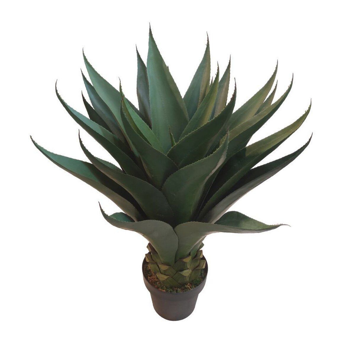 AGAVE AMERICAN