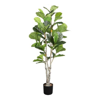 FIDDLE LEAF FIG TREE