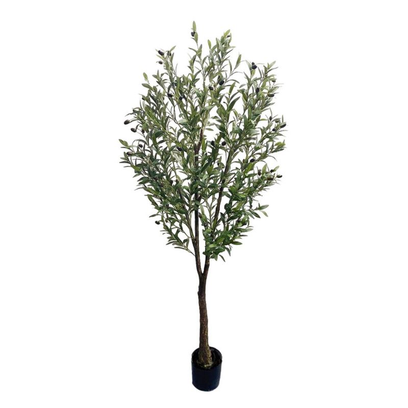 OLIVE TREE