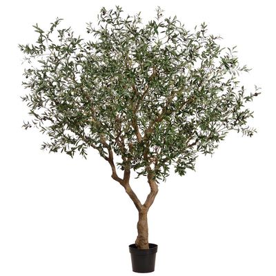98" OLIVE LEAF TREE W/ OLIVES IN PLASTIC NURSERY POT