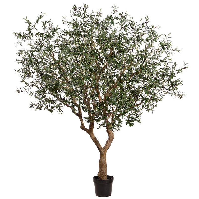 98" OLIVE LEAF TREE W/ OLIVES IN PLASTIC NURSERY POT