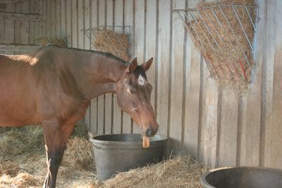 HANDSOME JOLLY JIM