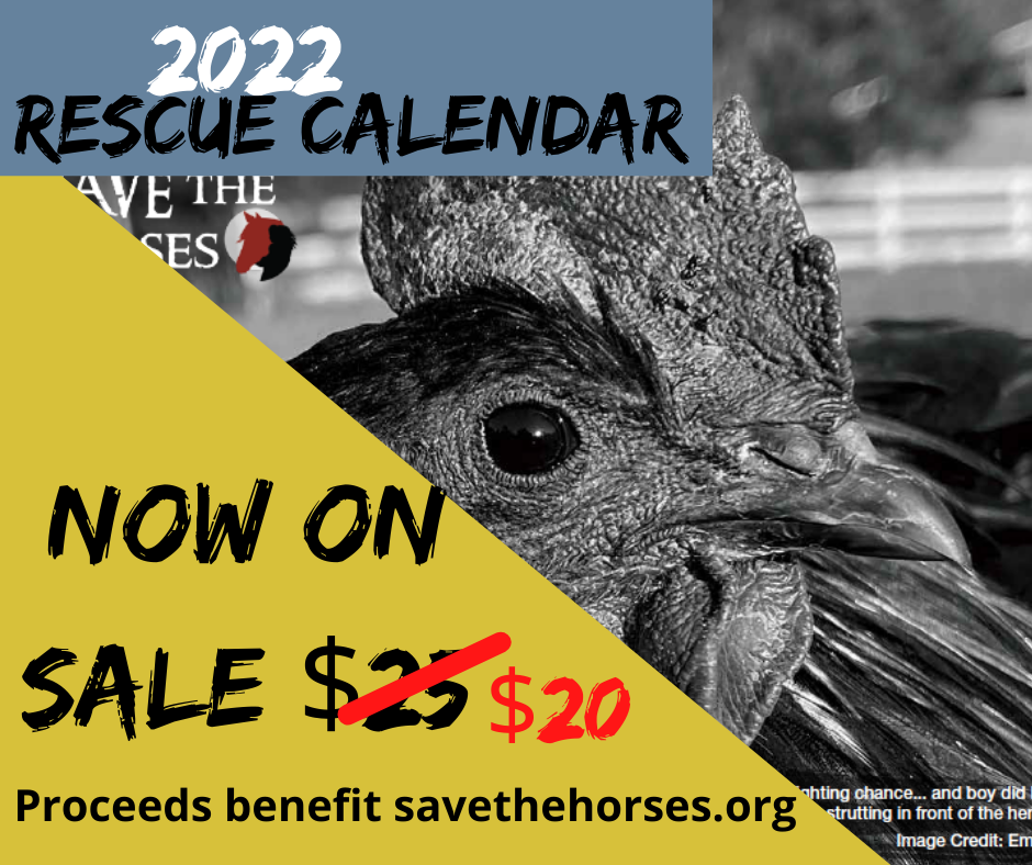 Save the Horses 2022 Calendar