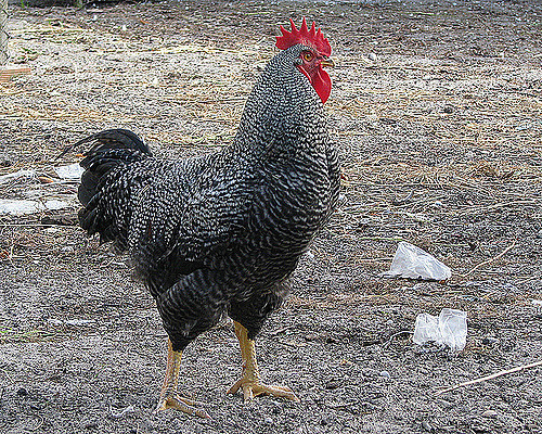 Galo Pedrês 