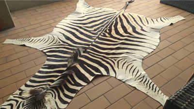 B Grade Zebra Hide 556 (M)