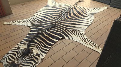 B Grade Zebra Hide 558 (M)