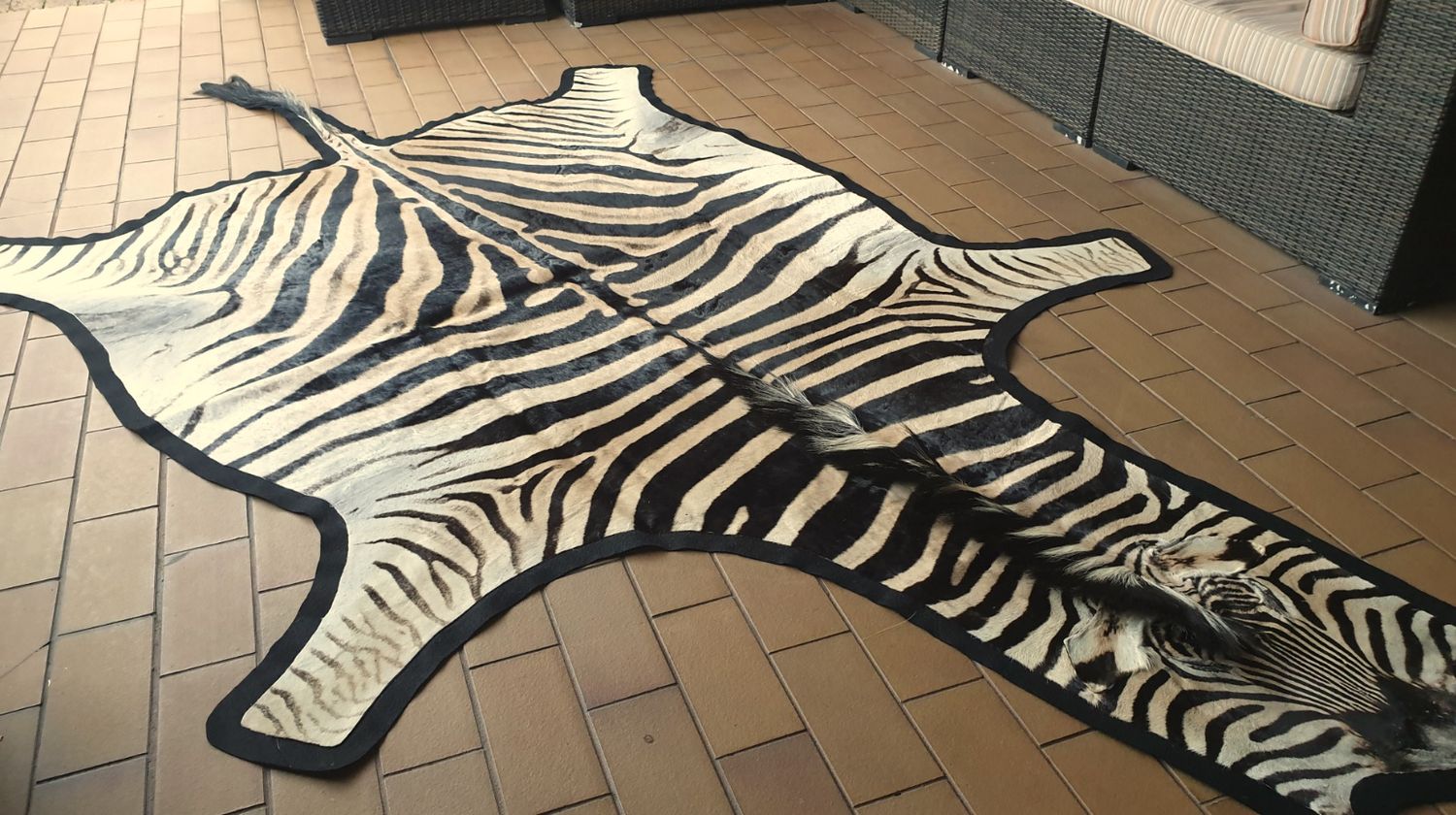 A+ Trophy Grade Zebra Hide 559 (L)