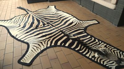 A+ Trophy Grade Zebra Hide 559 (L)