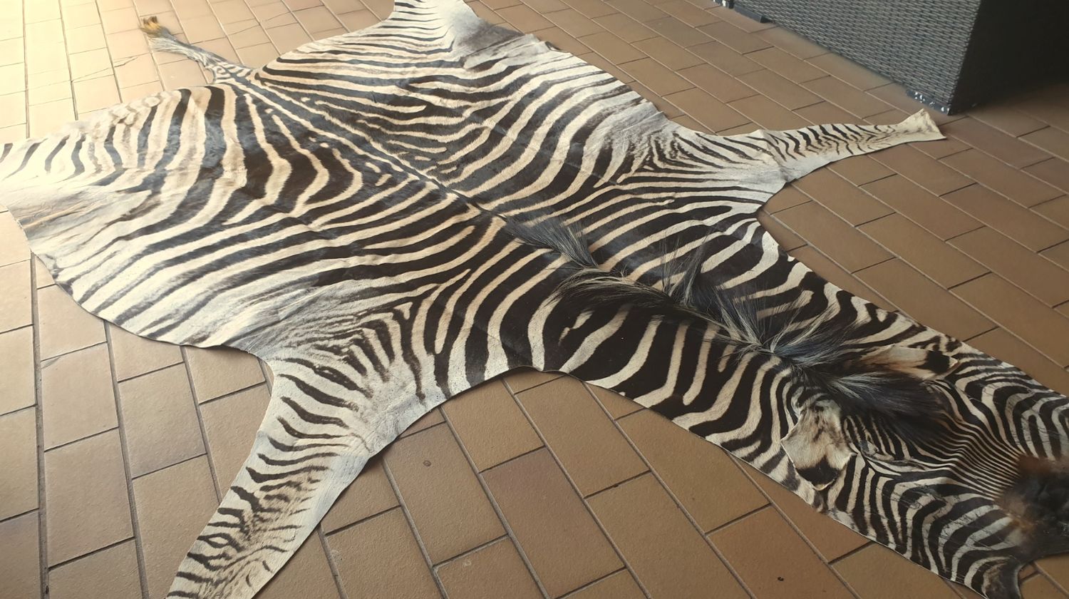 B Grade Zebra Hide 557 (M)
