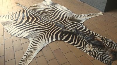 B Grade Zebra Hide 557 (M)