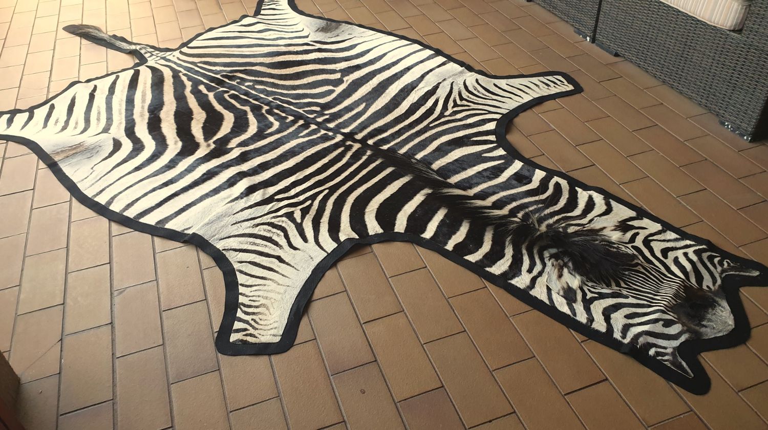 A+ Trophy Grade Zebra Hide 560 (L)