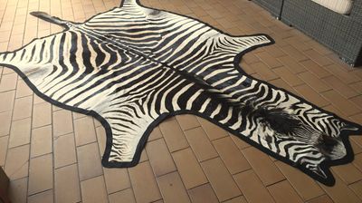 A+ Trophy Grade Zebra Hide 560 (L)