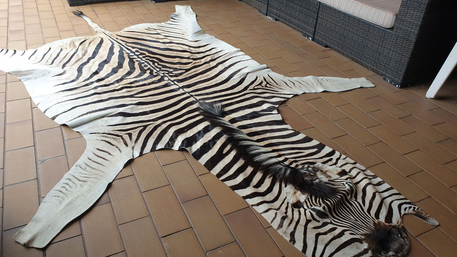 A Grade Zebra Hide 559 (L)