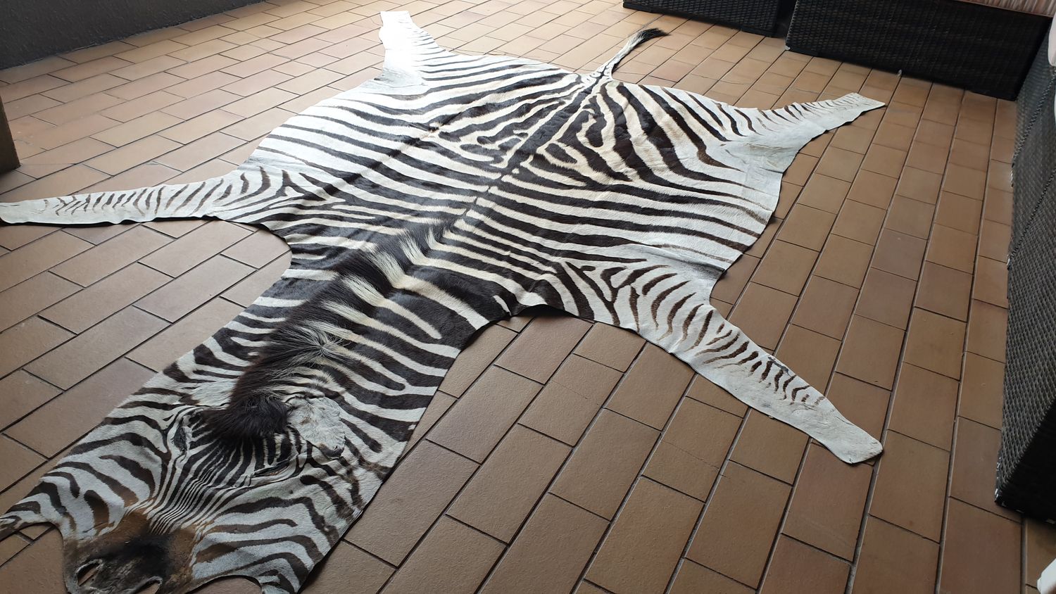 A Grade Zebra Hide 560 (L)