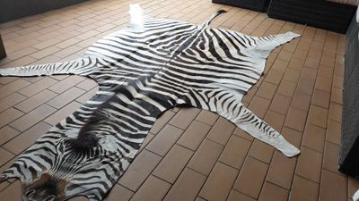 A Grade Zebra Hide 560 (L)