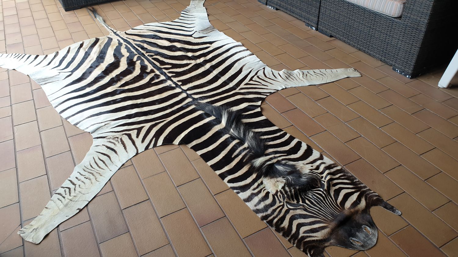 A Grade Zebra Hide 561 (L)