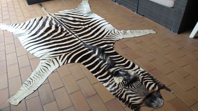 A Grade Zebra Hide 561 (L)
