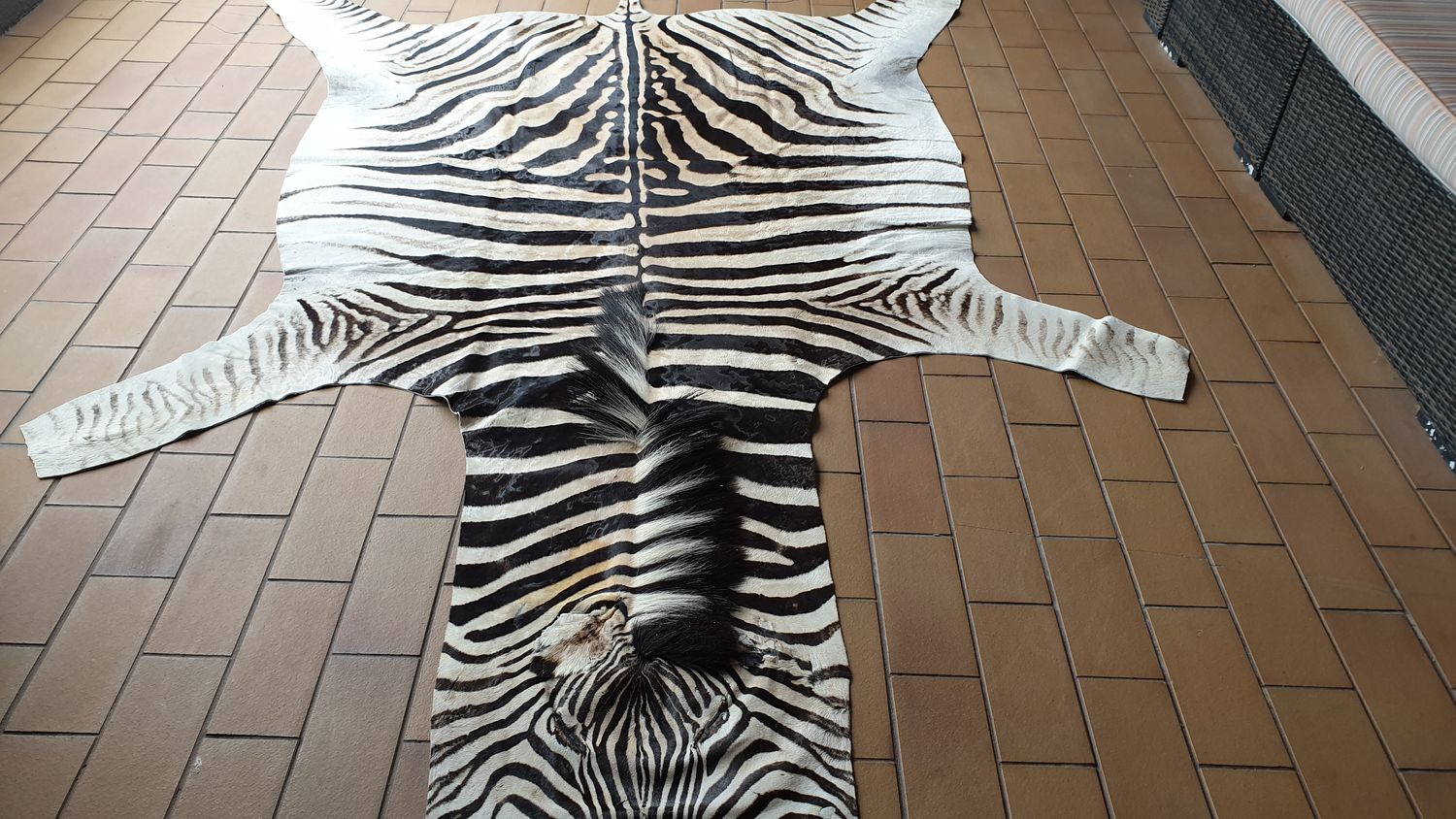 A Grade Zebra Hide 562 (L)