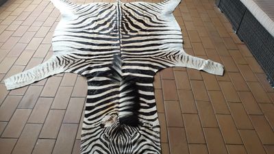 A Grade Zebra Hide 562 (L)