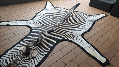 A+ Trophy Grade Zebra Hide 564 (L)