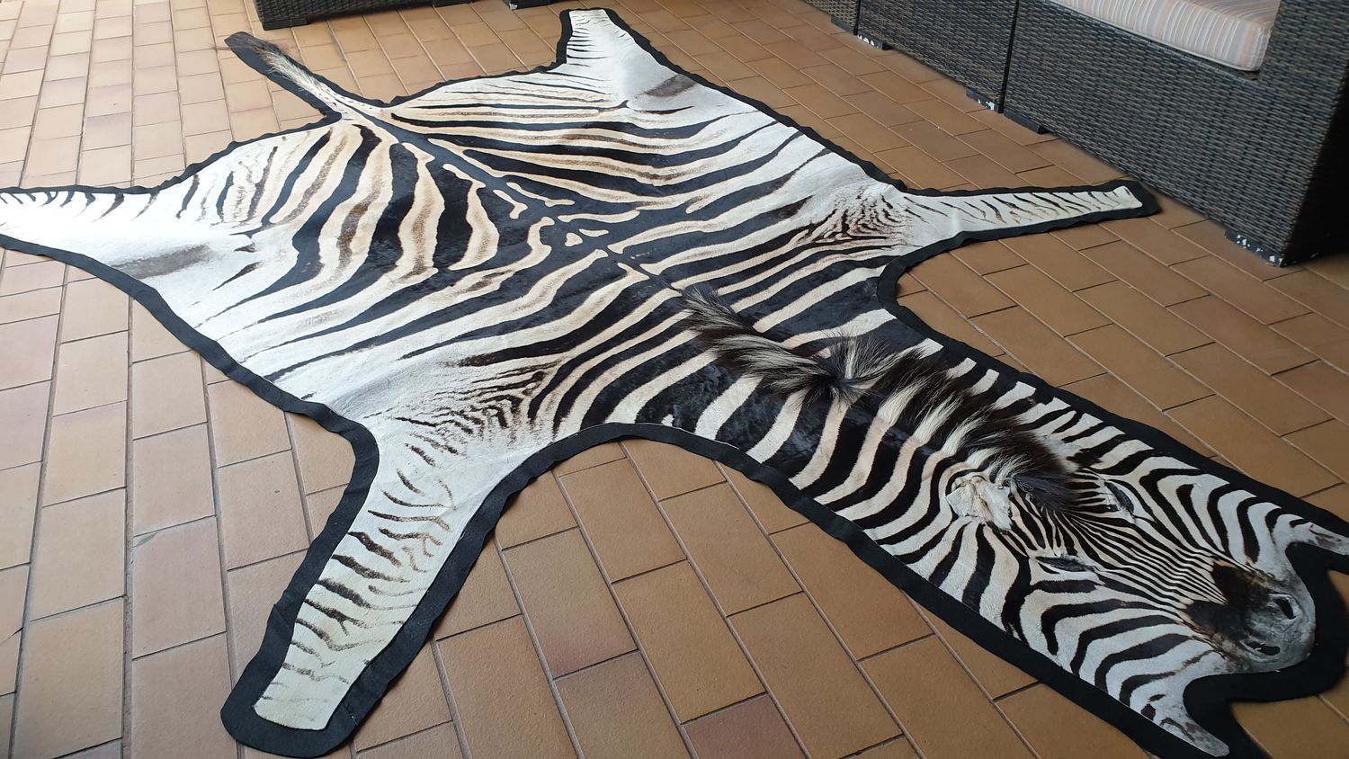 A+ Trophy Grade Zebra Hide 564 (L)