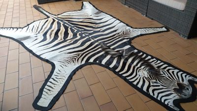 A+ Trophy Grade Zebra Hide 564 (L)