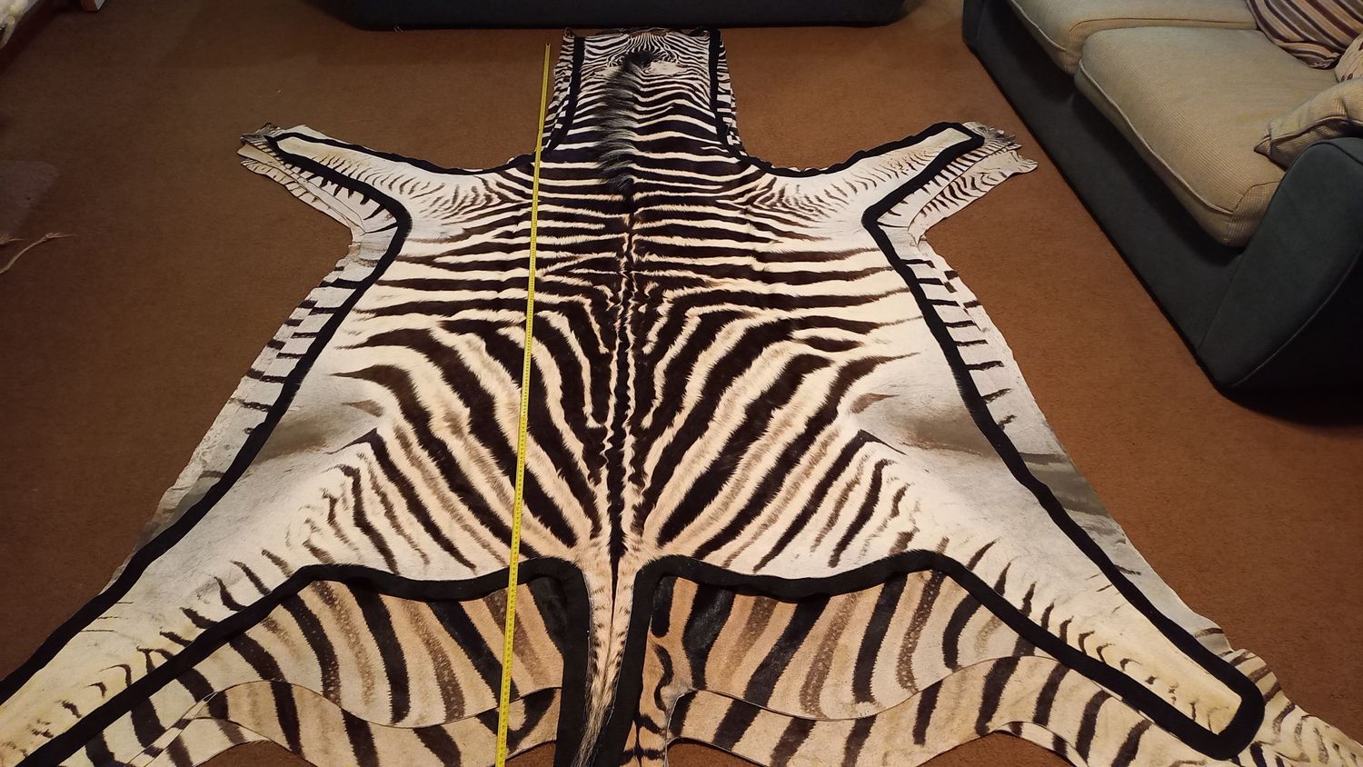 A+ Trophy Grade Zebra Hide 564 (S)