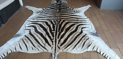 A Grade Zebra Hide 566 (XL)
