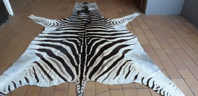 A Grade Zebra Hide 568 (M)