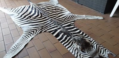A Grade Zebra Hide 570 (L)