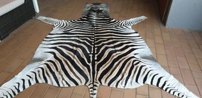 A Grade Zebra Hide 559 (L)