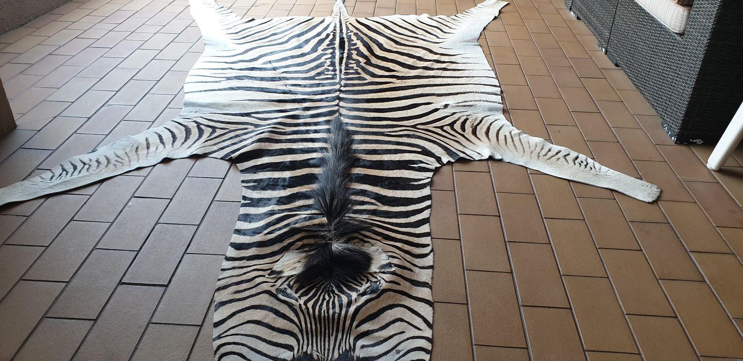 A Grade Zebra Hide 560 (L)