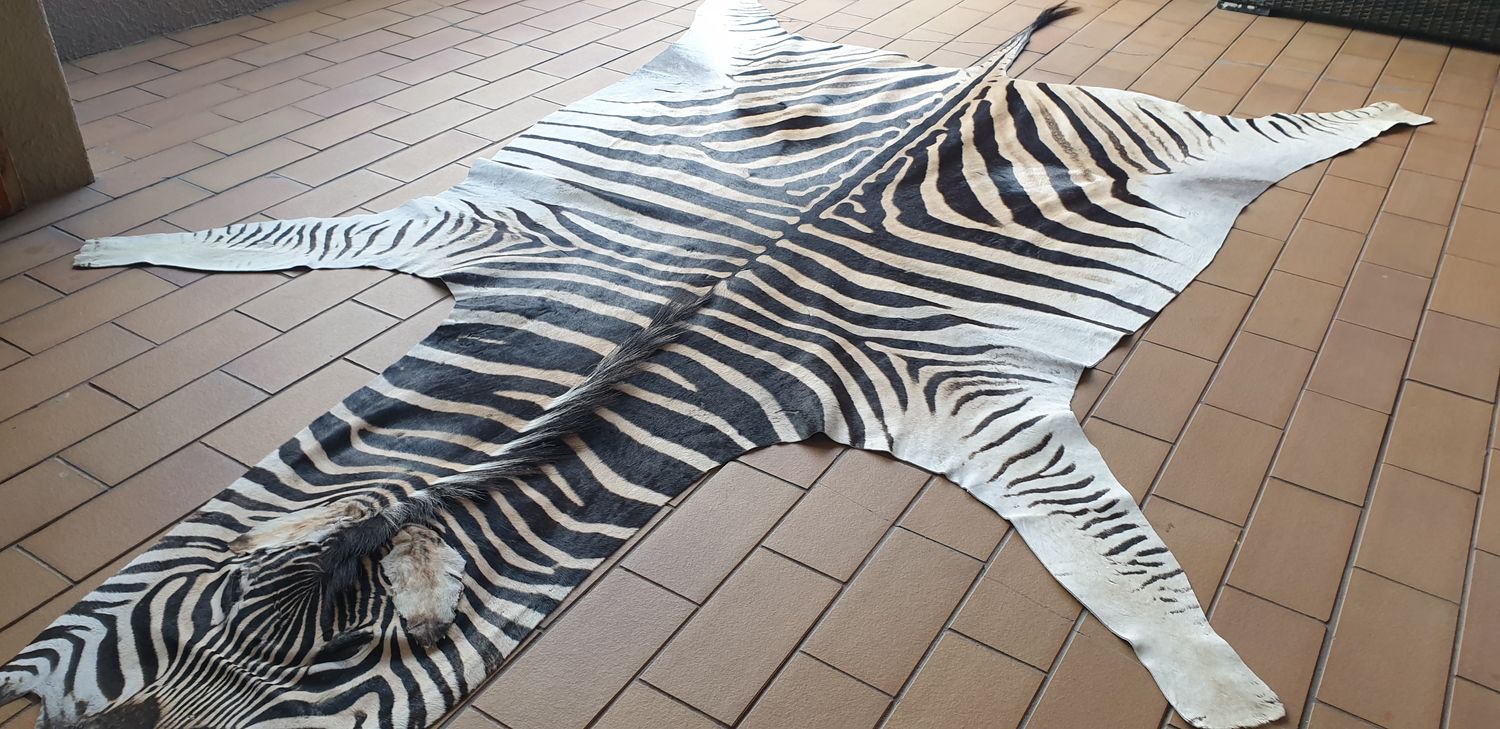A Grade Zebra Hide 561 (L)