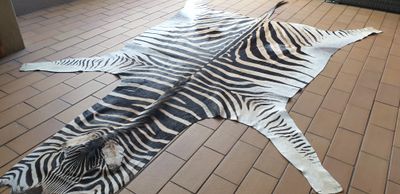A Grade Zebra Hide 561 (L)