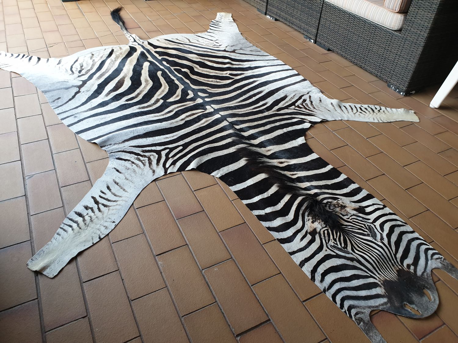 A Grade Zebra Hide 562 (L)