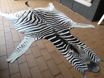 A Grade Zebra Hide 562 (L)