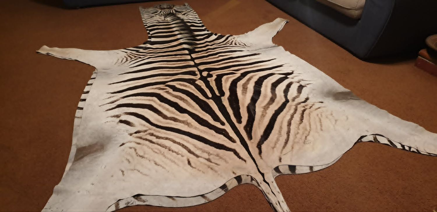 A Grade Zebra Hide 569a (L)