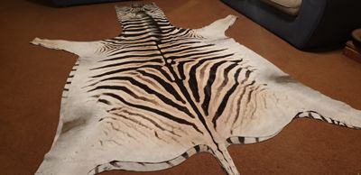 A Grade Zebra Hide 569a (L)