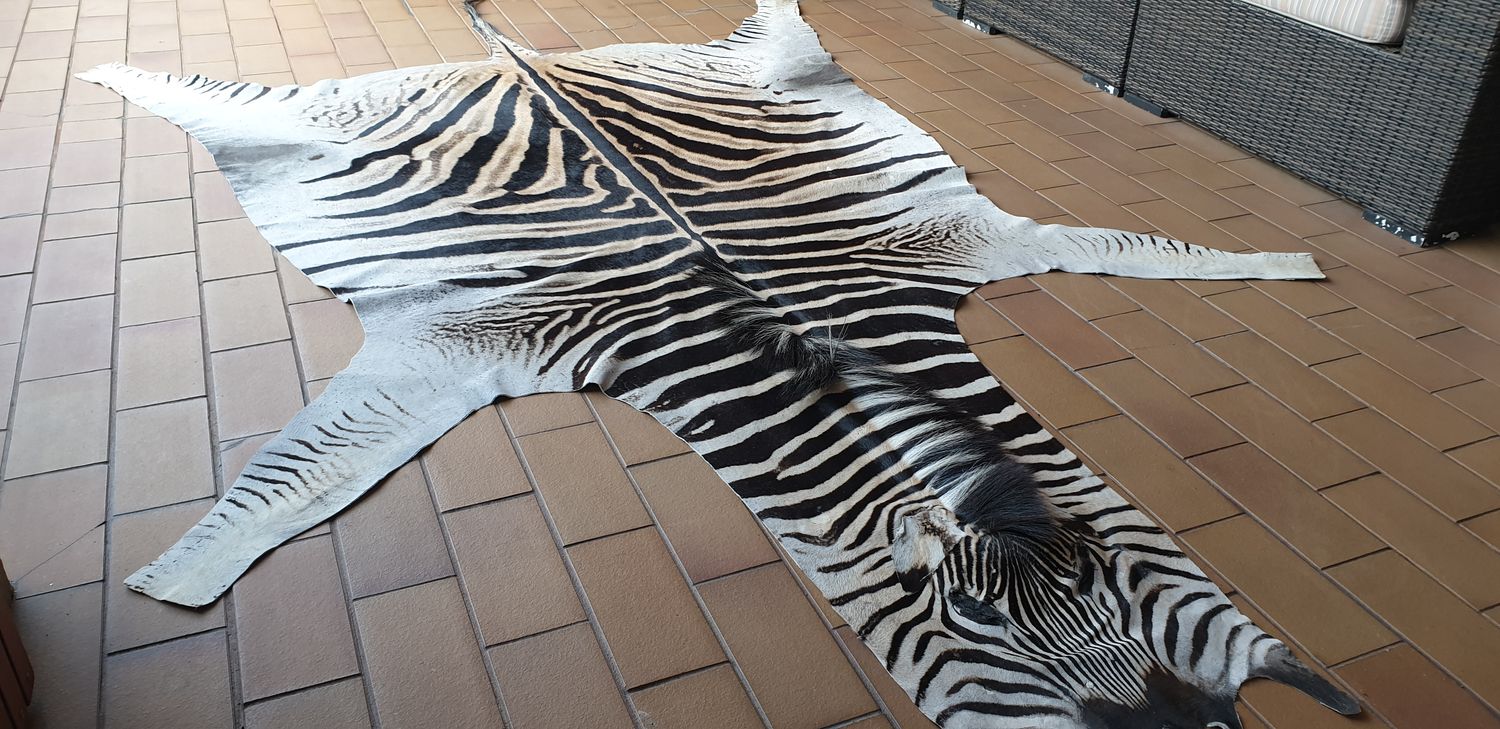 A Grade Zebra Hide 570 (L)