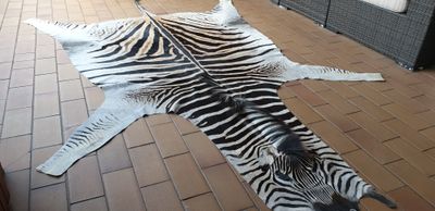 A Grade Zebra Hide 570 (L)