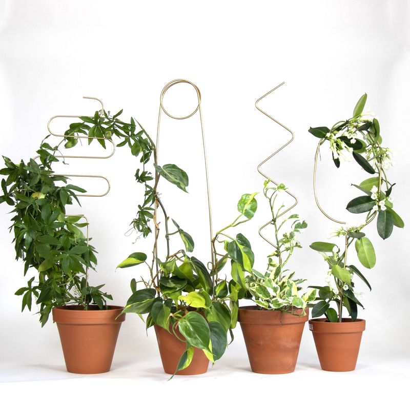 Golden plant stake - Zig Zag