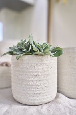 Pot Primrose crème D21