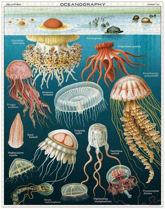 Vintage puzzle- Jellyfish 1000 Piece