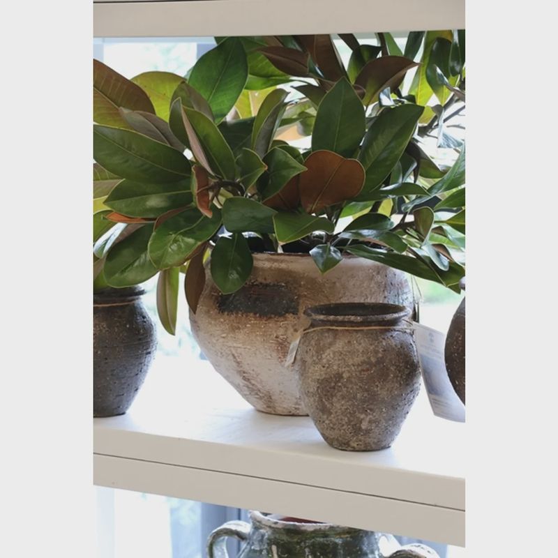 Tuscan Style Cacao Pot Medium