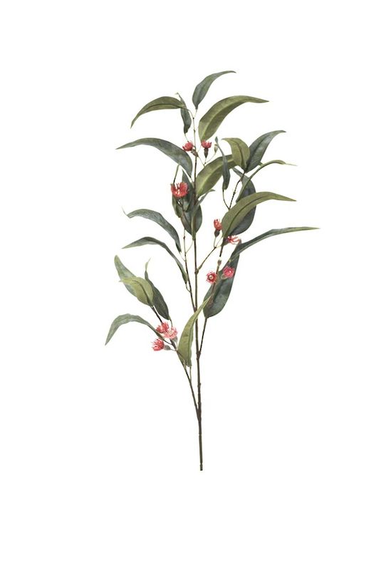 Flowering Eucalyptus