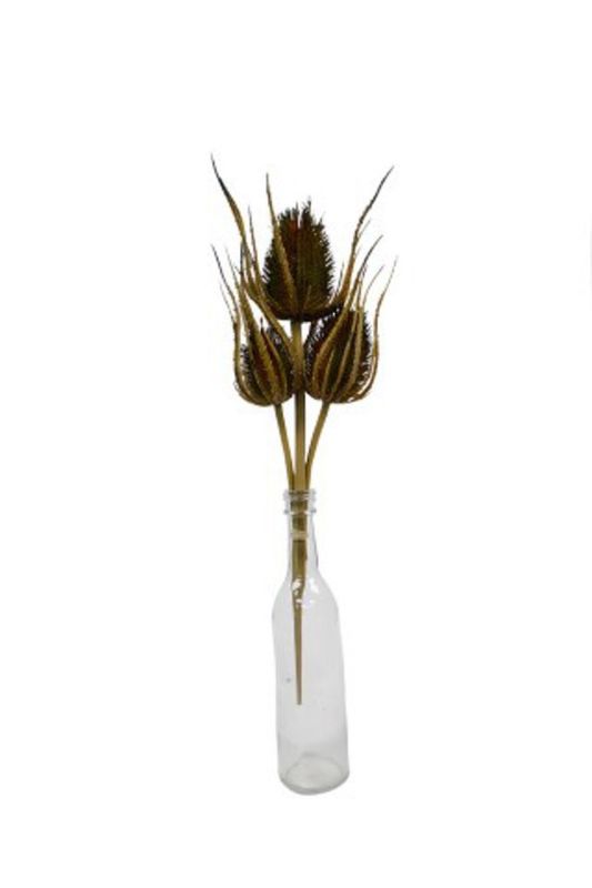 Dried Thistle Bundle x 3