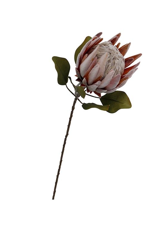 King protea Pink/Rust