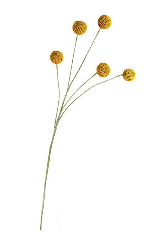 Billy Buttons 70cm