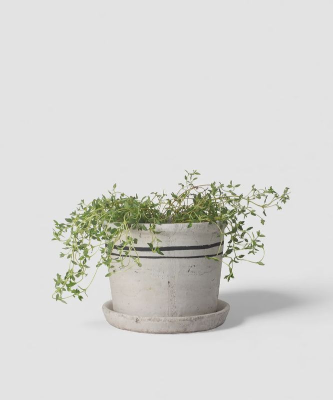 Lisbon Herb Pot Small