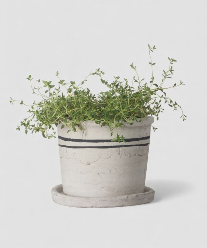 Lisbon Herb Pot Medium